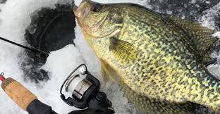 Although similar in appearance, white crappie tend to have markings that resemble vertical bars on their sides, while black crappie appear more randomly spotted. Ice Fishing For Crappie 3 Key Tips For Crappie Slabs Tailored Tackle