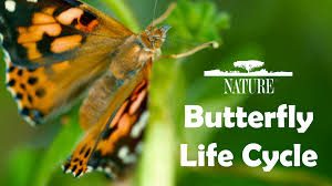 Science: Butterfly Life Cycle