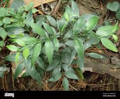 Image result for Nageia nagi