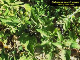 Image result for Solanum americanum