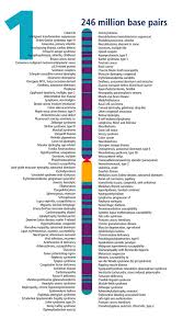 Chromosome 1 Human Genome Landmarks Poster