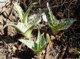 Image result for Ledebouria luteola