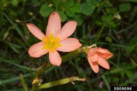 Image result for Moraea natalensis