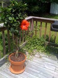 How To Overwinter A Hibiscus Tree Winter Care Guide Hibiscus Tree Hibiscus Plant Hibiscus Tree Care