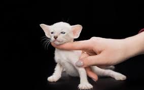 Oriental Shorthair Cats For Sale Fairfield Pa 278831