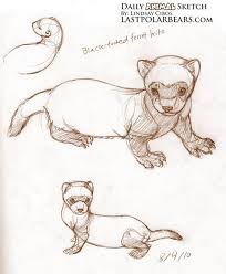 Daily Animal Sketch By Lindsay Cibos Animal Sketches Animal Drawings Sketches Sketches