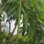 Image result for Isoberlinia