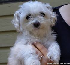 There will be additional fees at the airport for pickup. Maltipoo Maltese Poodle Designer Breed Puppies For Sale In Spartanburg South Carolina Your City Ads
