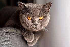 British Shorthair Cat Breed Information Characteristics Daily Paws