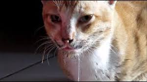 Semua orang mengetahui hewan yang namanya anjing. Kenapa Air Liur Kucing Meleleh Keluar Eintan Nurfuzie Cute766