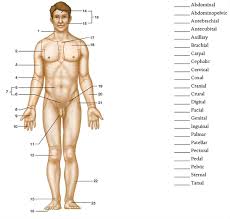 Essentials of anatomy and physiology also enable people to know how they can strengthen certain areas and aspects of their body. Solved Body Regionslabel The Body Regions By Placing The Numbe Chegg Com