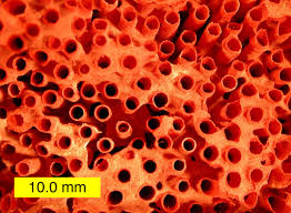 Image result for Platycaulos