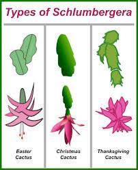 Christmas cactus flowers bloom around december, and thanksgiving cactus flowers bloom in november. Thanksgiving Cactus Care Tips For Growing Schlumbergera Truncata