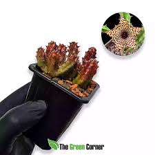 Image result for Huernia hislopii