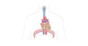 The ribs partially enclose and protect the chest cavity, where many vital organs (including the heart and the lungs) are located. The Location Size And Shape Of The Heart