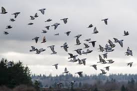 نتیجه جستجوی لغت [flock] در گوگل