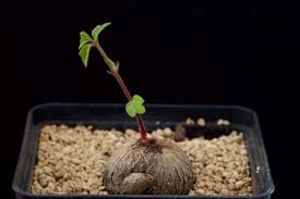 Image result for Cyphostemma adenocaule