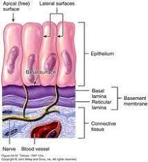 Check spelling or type a new query. Reticular Laminaì— ëŒ€í•œ ì´ë¯¸ì§€ ê²€ìƒ‰ê²°ê³¼ Basement Membrane Membrane Download Books