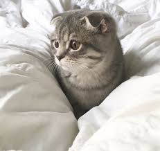 Cute Little One Why Are You So Concerned Cat Cats Animals Pretty Cats