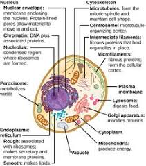 It carries information for reproduction and controls all cell activity. 31 Cells Ideas Cell Animal Cell Plant And Animal Cells