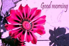 Check spelling or type a new query. 42 Good Morning Flower Photos Download For Girlfriend Boyfriend Pagal Ladka Com