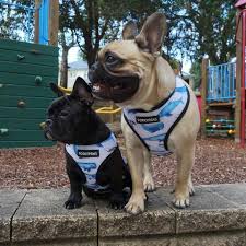 French Bulldog Weight Guide How Much Should French Bulldogs