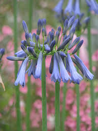 Image result for Agapanthus inapertus