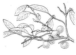 Image result for Olax obtusifolia