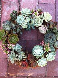 Terra Sol Garden Center Garden Center Displays Succulents Garden Center