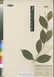 Image result for Oncinotis tenuiloba