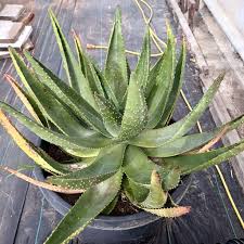 Image result for Aloe aculeata × ortholopha