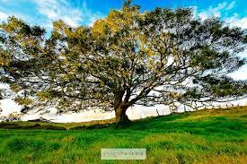 The Koa Tree Ethan Tweedie Photography Hawaiian Plants Koa Beautiful Tree