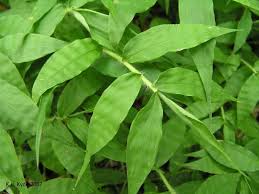 Image result for Oplismenus