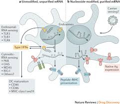 We did not find results for: Mrna Vaccines A New Era In Vaccinology Nature Reviews Drug Discovery