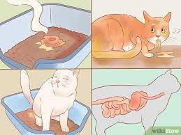 3 Ways To Treat Excessive Flatulence In Cats Wikihow Pet