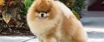 PuppyFind | Pomeranian Puppies for Sale