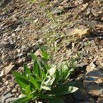 Image result for Cynoglossum lanceolatum