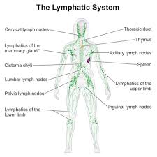 Lymph Protocol Discoverlasers Com