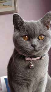 Cat K Panosundaki Pin