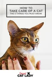 How To Take Care Of A Cat The 5 Things You Must Know Cats Pet Care Dogs Cat Care Tips