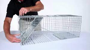 What happens when you release an animal from a live trap? How To Set Havahart Large 1 Door Trap Model 1079 For Raccoons Cats Groundhogs And Opossums Youtube