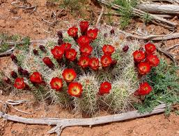 Great news, it's pretty much the exact same process. Echinocereus Triglochidiatus