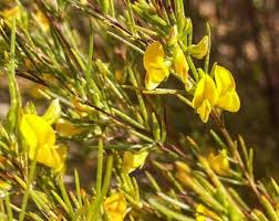 ROOIBOS Té de hoja ROJA 4oz 113g Hierba orgánica seca a granel, Aspalathus  Linearis Folia /Cantidad disponible de 2oz-4lbs/ - Etsy España