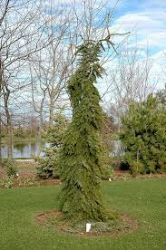 Bruns weeping serbian spruce will grow to be about 15 feet tall at maturity, with a spread of 3 feet. Pin On Outside Craft Ideals Gardening