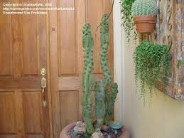 How to break off part of a cactus. Plantfiles Pictures Totem Pole Cactus Pachycereus Schottii F Monstrosus By Palmbob Cactus Plants Cactus Plants