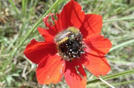 Image result for Poppy Red 1954 Beetle