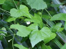 Image result for Zehneria tridactyla