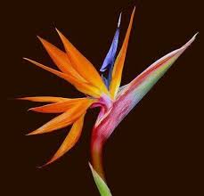 Bird Of Paradise Bouquet Care Pin On Flowers Flowers Galore