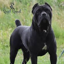Cane Corso Dogs Cane Corso Dogs 2020 Cane Corso Kopek Turleri Buyuk Kopekler