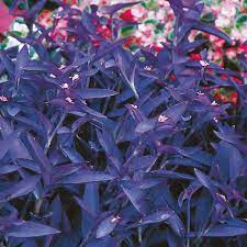 Tradescantia pallida 'purple heart' is a tender perennial commonly used as a houseplant or an annual. Purple Heart Purple Queen Setcreasea Purpurea My Garden Life